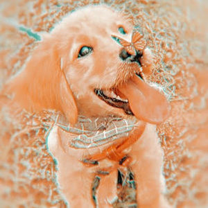 Meet your Posher, Kylie